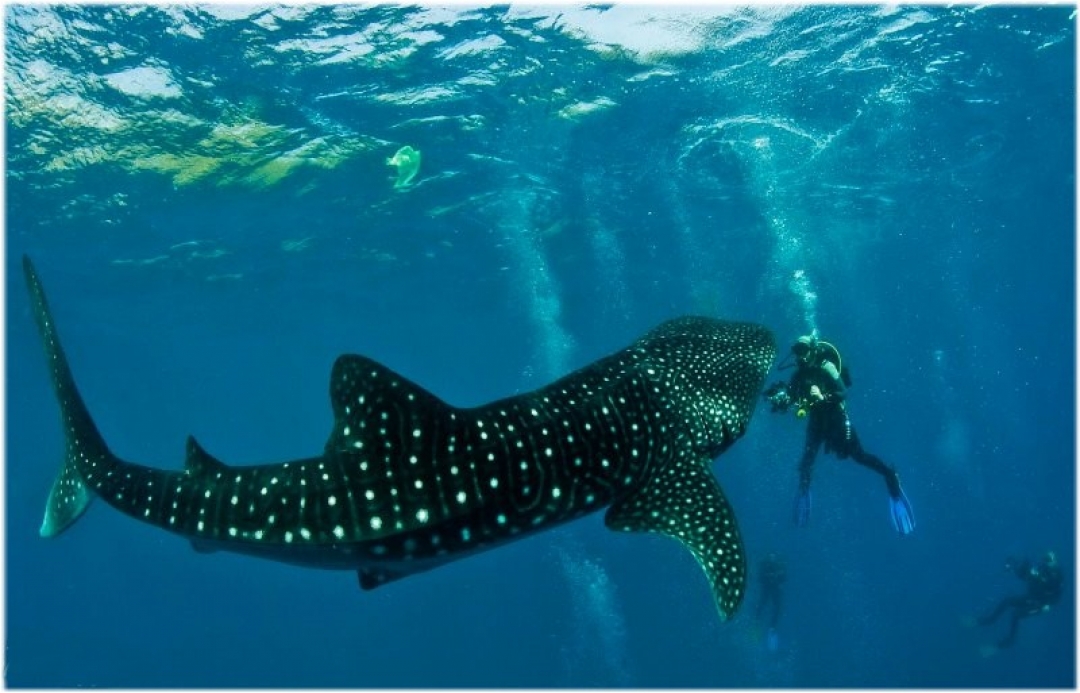 Scuba Diving in Cebu
