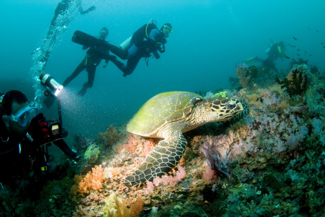 Scuba Diving in Puerto Galera