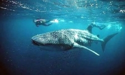 Donsol Whale Sharks