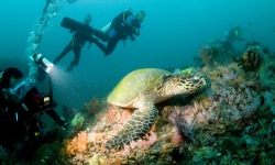 Scuba Diving in Puerto Galera