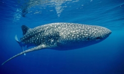 Whale Shark in Donsol